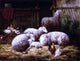 Theo Van Sluys Sheep- Roosters and Chickens in a Barn Gallery Wrapped Canvas