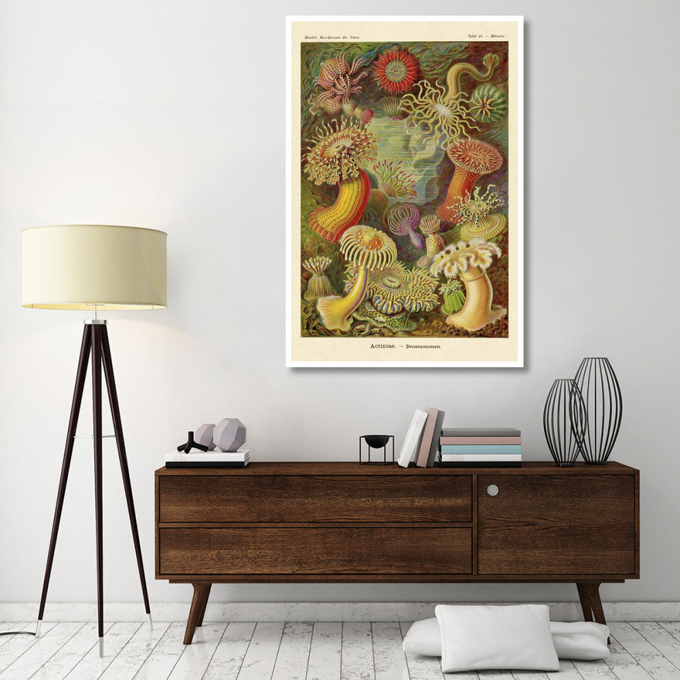 "Haeckel Nature Illustrations: Actiniae" Paper Print by Ernst Haeckel, 42"x62"