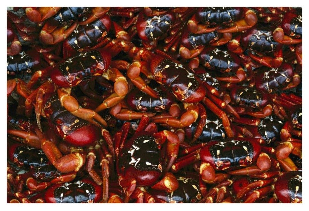 "Christmas Island Red Crab females, Christmas Island" Paper Art, 38"x26"