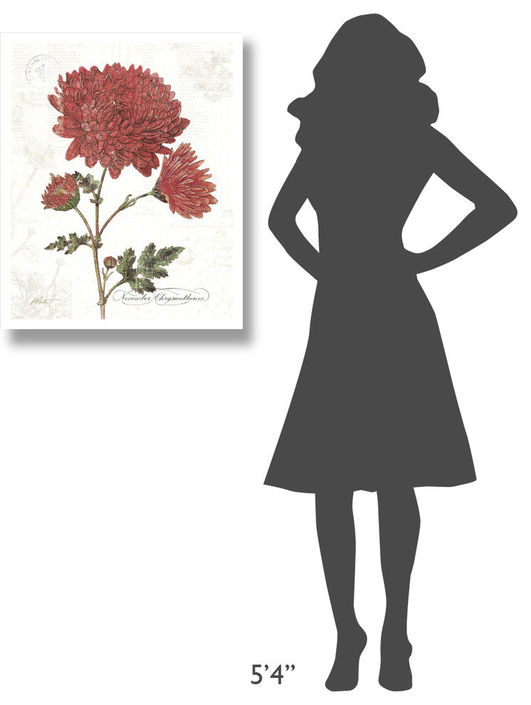 "November Mum on White" Digital Paper Print by Katie Pertiet, 24"x30"
