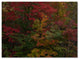 ''Why I Love Autumn'' Canvas Art by Kurt Shaffer