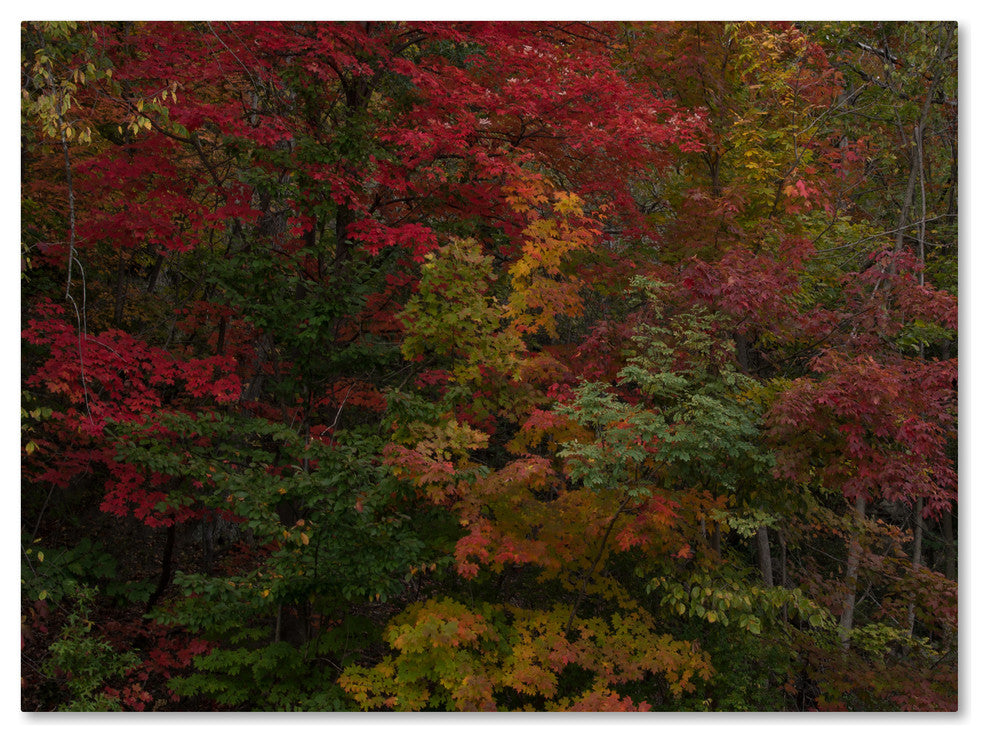 ''Why I Love Autumn'' Canvas Art by Kurt Shaffer