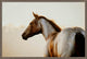 Equestrian Gaze Large