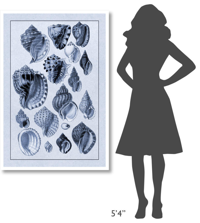 "Shells: Purpurifera (Blue)" Digital Paper Print by G.B. Sowerby, 34"x50"
