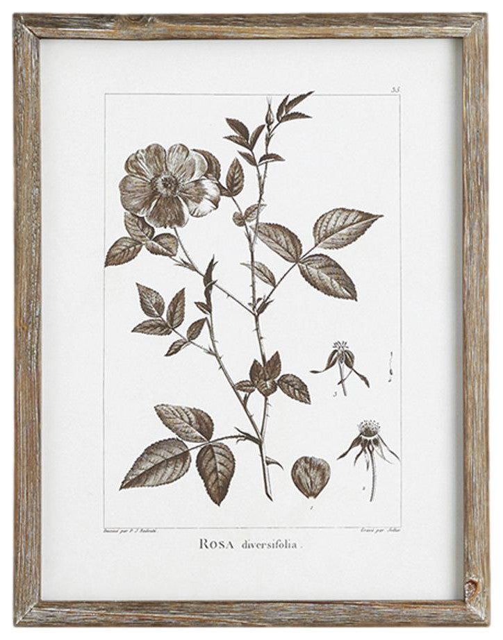 Set of 9 Rustic Sepia White Botanical Leaf Prints Framed Brown 13 in Large Group