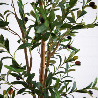 Close-up of olive leaves and olives on white background; cropped view of a feature/section.