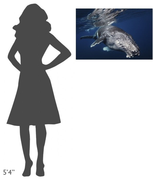 "Humpback Whale" Stretched Canvas Giclee by Barathieu Gabriel, 30"x20"