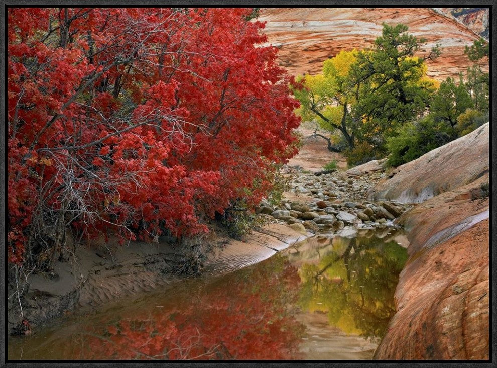 Maple and Cottonwood Trees In Autumn, Zion National Park, Utah, 24"x18"