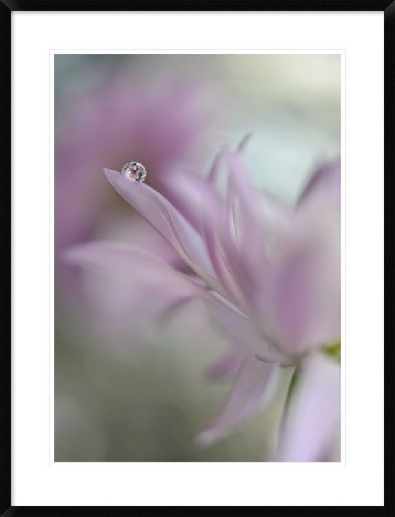 "In Pink Delight" Framed Digital Print by Heidi Westum, 29x38"