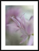 "In Pink Delight" Framed Digital Print by Heidi Westum, 29x38"