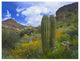 "Saguaro amid flowering Lupine, Organ Pipe Cactus Monument" Paper Art, 26"x20"