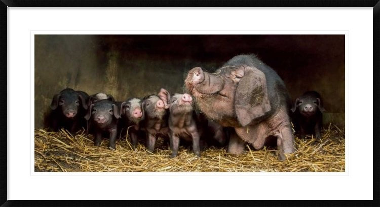 "The Wrinkled Ones" Framed Digital Print by Gert Van Den, 44x24"
