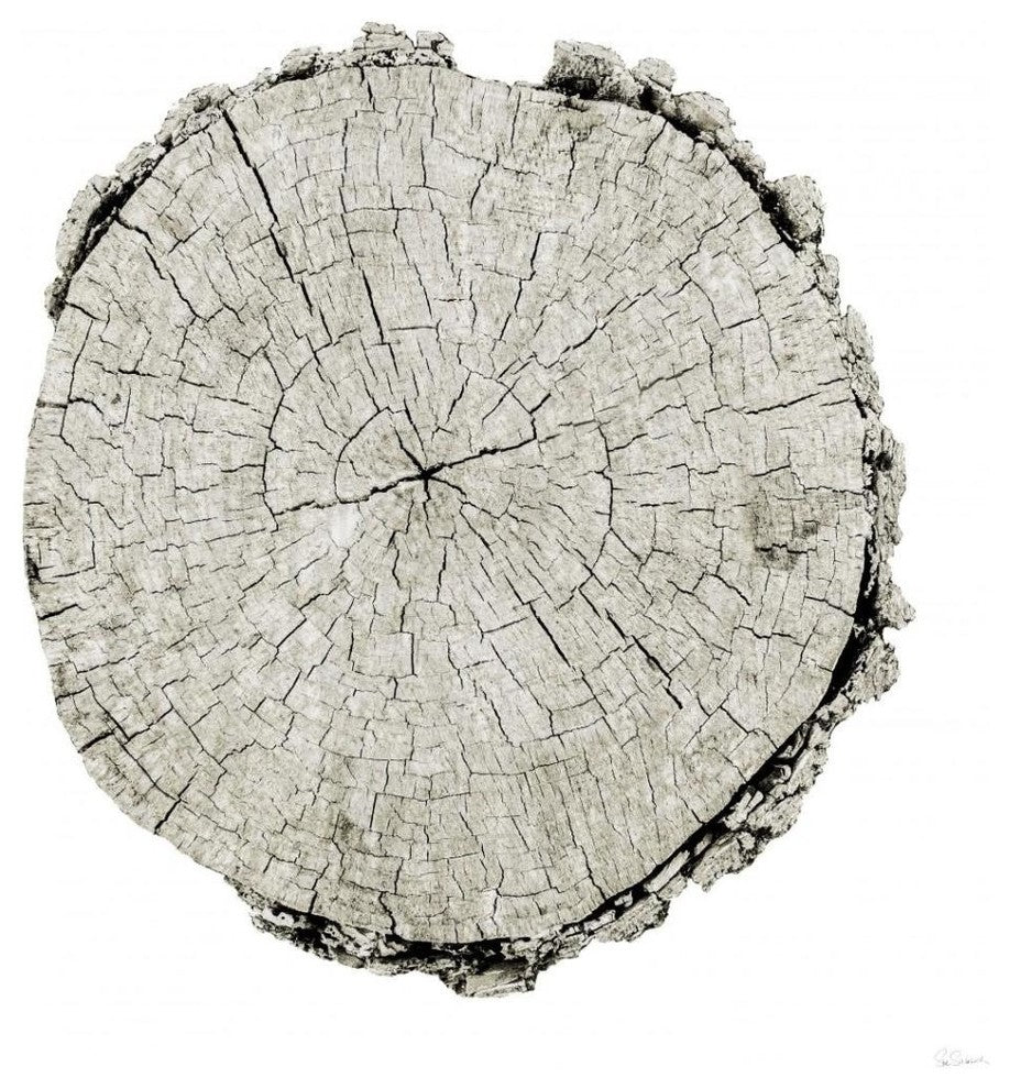 "Woodland Years II on White" Digital Paper Print by Sue Schlabach, 38"x38"