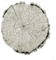 "Woodland Years II on White" Digital Paper Print by Sue Schlabach, 38"x38"