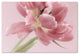Cora Niele ''Soft Pink Tulip'' Canvas Art