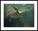 "Green Sea Turtle and fish, Sabah, Malaysia"  by Tim Fitzharris, 40x32"
