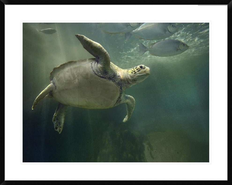 "Green Sea Turtle and fish, Sabah, Malaysia"  by Tim Fitzharris, 40x32"