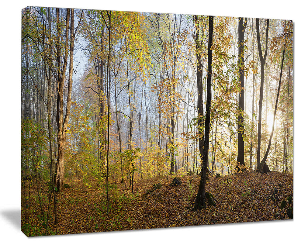 "Green Autumn Forest in Morning" Landscape Canvas Photo Print, 40"x30"