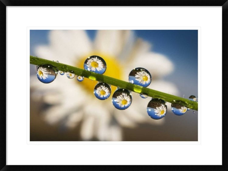"Reflections in dew drops"  by Ghizzi Panizza Alberto, 30x22"