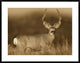 "Mule Deer male in dry grass, North America - Sepia"  by Tim Fitzharris, 40x32"