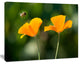 Orange Flowers and Flying Bee, Floral Canvas Art Print, 60"x28"
