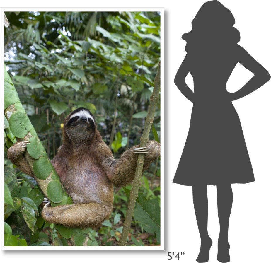 "Brown-throated 3-toed Sloth male, Aviarios Sloth Sanctuary" Paper Art, 42"x62"