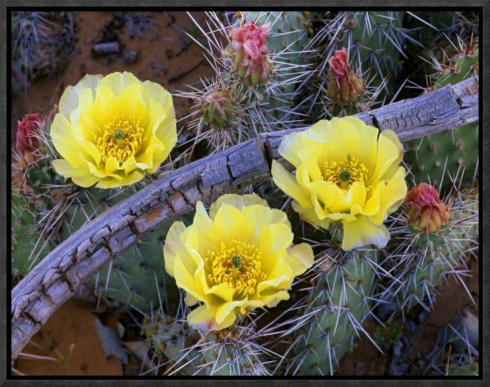 "Opuntia cactus blooming, North America"  by Tim Fitzharris, 17x13"