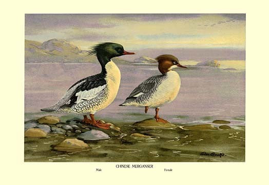 Chinese Merganser- Gallery Wrapped Canvas Art 28" x 42"