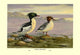 Chinese Merganser- Gallery Wrapped Canvas Art 28" x 42"