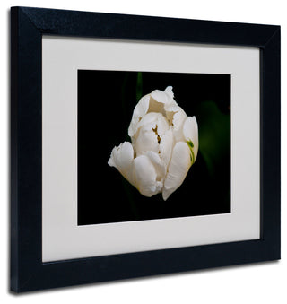 'White Parrot Tulip' Matted Framed Canvas Art by Kurt Shaffer