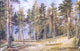 Ivan Ivanovich Shishkin Pines Sunny day Wall Decal
