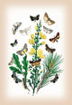 Moths: Dipthera Ludifica, Moma Orion, Et Al- Gallery Wrapped Canvas Art