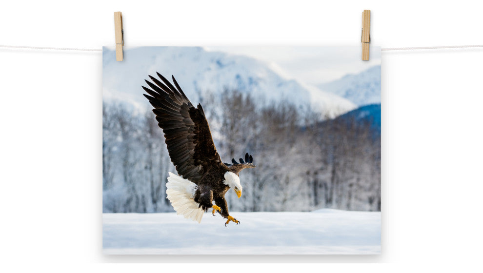 Adult Bald Eagle Alaskan Winter Animal Wildlife Photograph Loose Wall Art Print, 12" X 16"