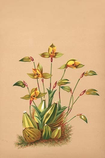Lycaste Aromatica - Canvas Poster 20" x 30"
