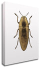 Beetle 4 by Design Fabrikken, Print on Canvas, 25"x35"