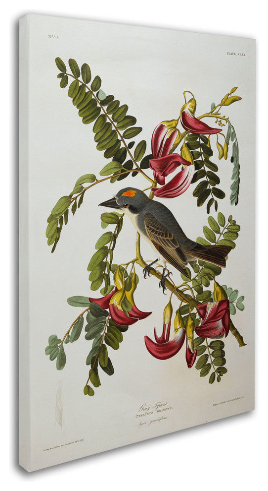 'Gray Tyrant Gray Kingbird' Canvas Art by John James Audubon