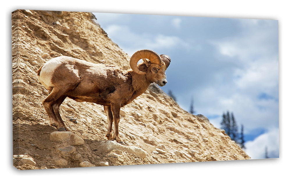 Single Goat on Rocky Mountain, Animal Canvas Art Print, 32"x16"