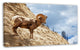 Single Goat on Rocky Mountain, Animal Canvas Art Print, 32"x16"