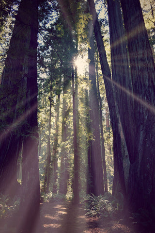 "Redwoods Hike" Painting Print on Wrapped Canvas