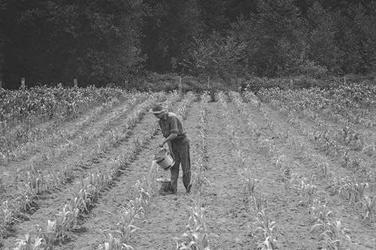 Hand Irrigation on Small Rented Subsistence Farm. -Framed Paper Poster 20" x 30"