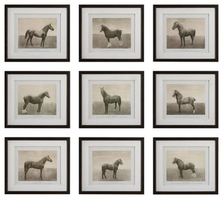 Uttermost - 32343 - Framed Prints, S/9 - Equine Dynasty - Dark Walnut