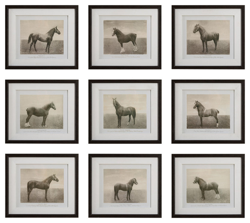 Uttermost - 32343 - Framed Prints, S/9 - Equine Dynasty - Dark Walnut