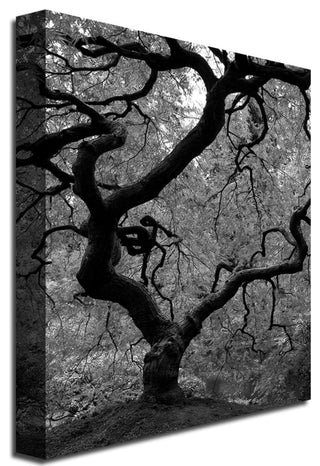'Japanese Tree II' Canvas Art by David Farley