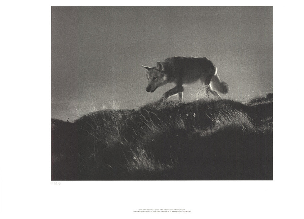 Leni Riefenstahl, Wolve in the Film Tiefland, 2002