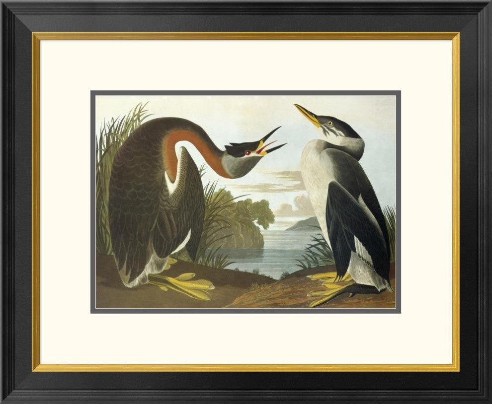 "Red-Necked Grebe" Framed Digital Print by John James Audubon, 26"x22"