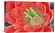 "Claret Cup Cactus flower, Arizona" Canvas Giclee by Tim Fitzharris, 24"x16"