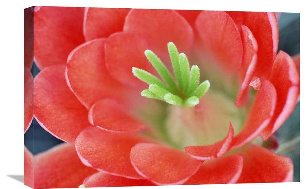 "Claret Cup Cactus flower, Arizona" Canvas Giclee by Tim Fitzharris, 24"x16"