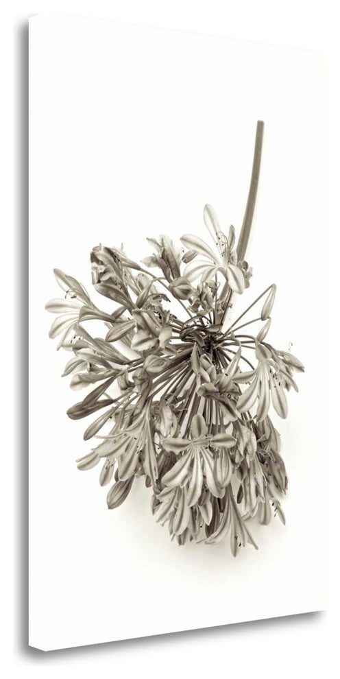 "Garden Bloom - 8" By Alan Blaustein, Giclee Print on Gallery Wrap Canvas