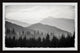 "Pinetree Forest" Framed Painting Print, 36x24