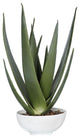 Uttermost Evarado Aloe Planter
